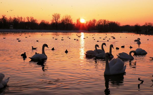  Con una gran cantidad de aves en el estanque - los patos necesitan alimentación adicional
