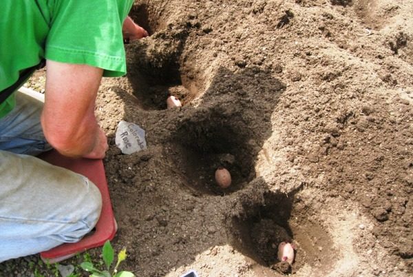  Quando si pianta il materiale da piantare preparato dovrebbero essere collocati tuberi di patata con la profondità più uguale