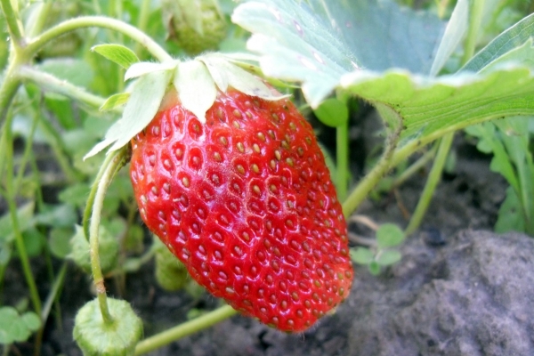  The grade possesses high flavoring qualities, juiciness, is steady against high and low temperatures.