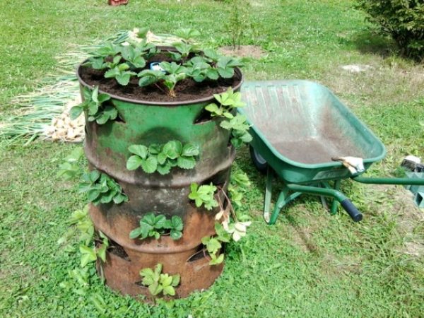  Strawberries in a barrel on the garden plot