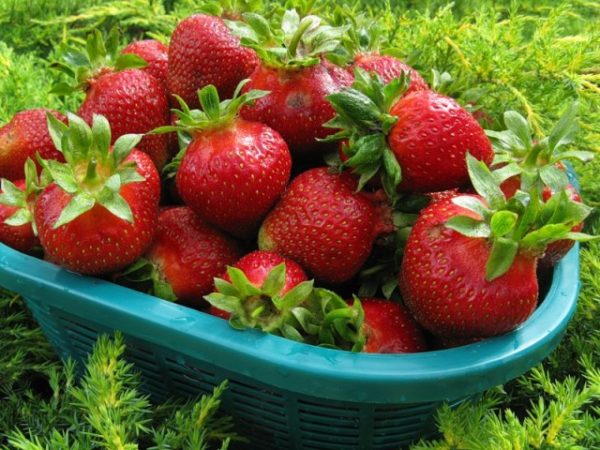  Strawberry Cardinal after harvest