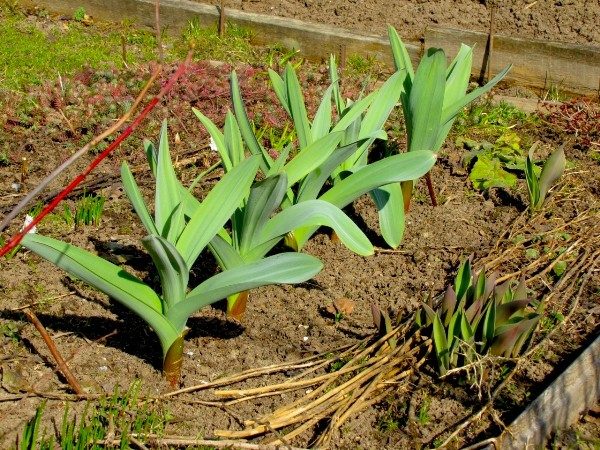  Le foglie di cipolla verde hanno un sapore simile all'aglio, i bulbi sono anche commestibili, ricordano il ravanello e il ravanello