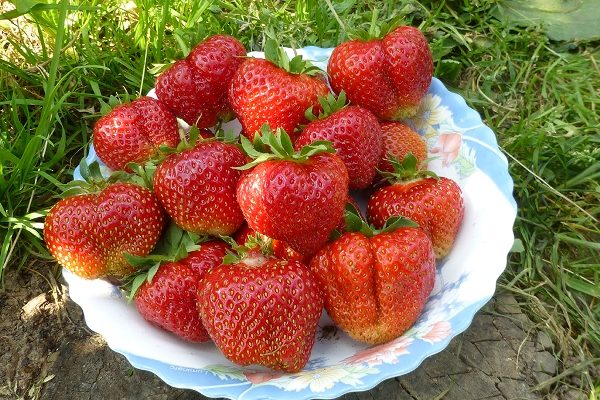  Strawberry grade Lord
