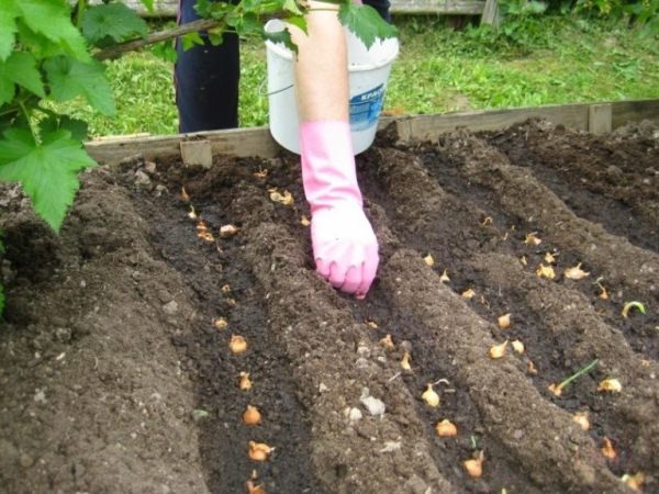  Planting onion shooting Exibishen