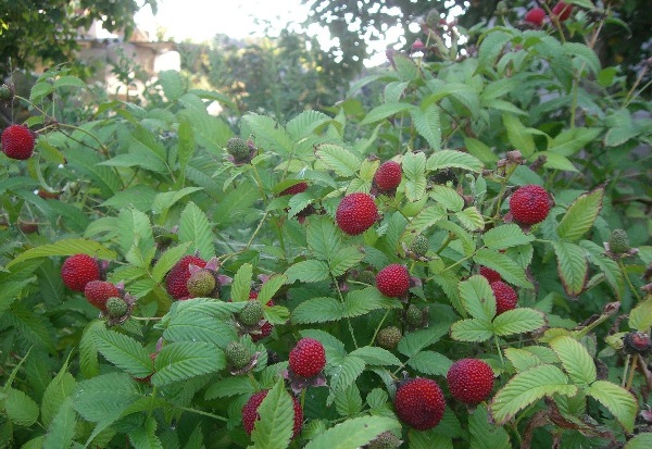  Hybrid of strawberry and raspberry