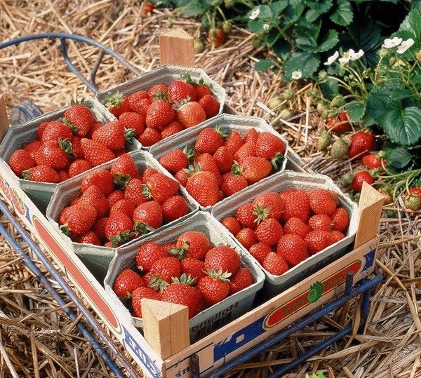  Strawberry Moscow delicacy belongs to the category of hybrids of neutral daylight and gives a high yield for a long time.