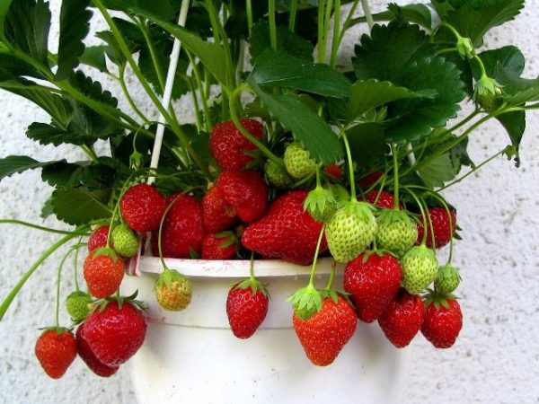  Potted Strawberries