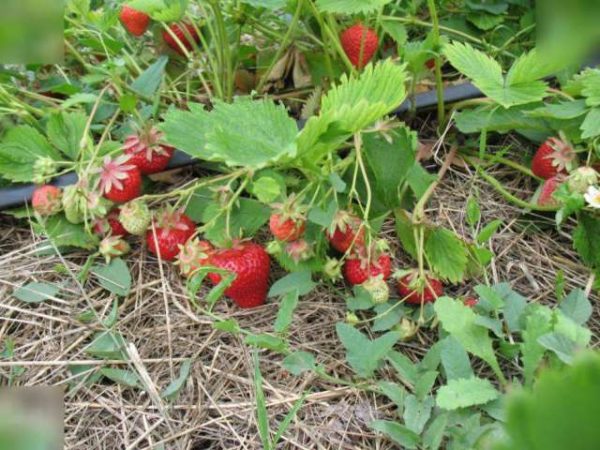  Strawberry clearies in the garden
