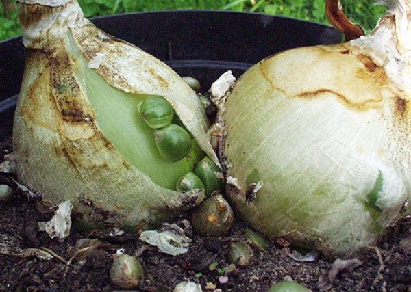  Le cipolle cinesi si moltiplicano rapidamente per i bambini