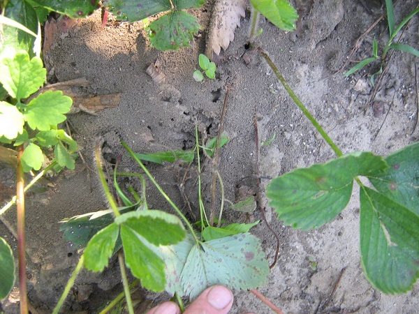  Ant nest in a strawberry bush