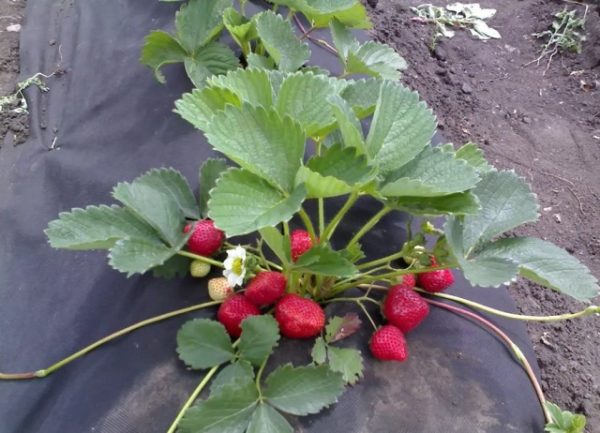  Strawberry cardinal ripened on the bush