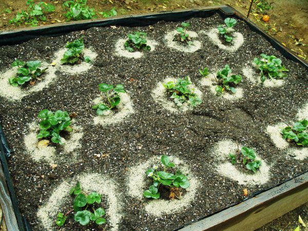  For Jolie varieties it is very important to make mineral fertilizers.