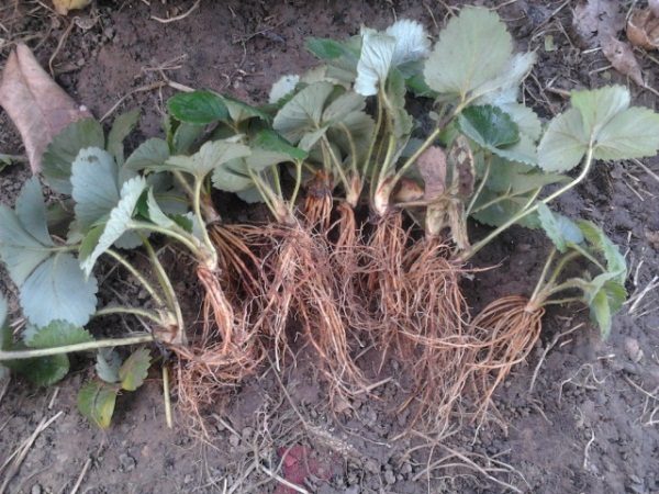 Monterey repair strawberries can be propagated by any method: seeds, mustache, root division