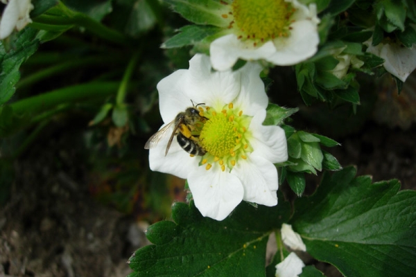  How strawberries are pollinated in open and closed ground