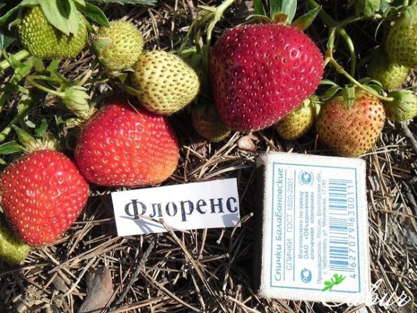  Self-guided hybrid varieties for planting on the balcony: Florence, Honey, Corona and Bolero