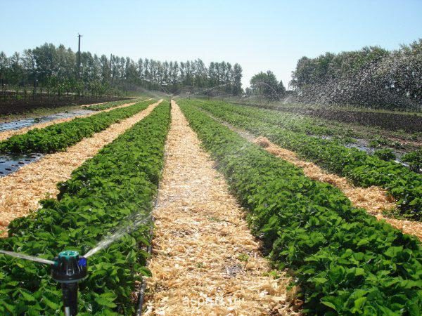  Strawberry Jolie refers to moisture-loving plants, but you should not allow the presence of standing water.