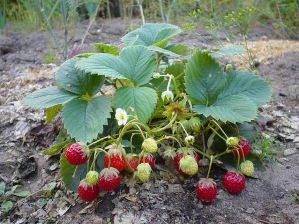  Primo piano del cespuglio di fragole