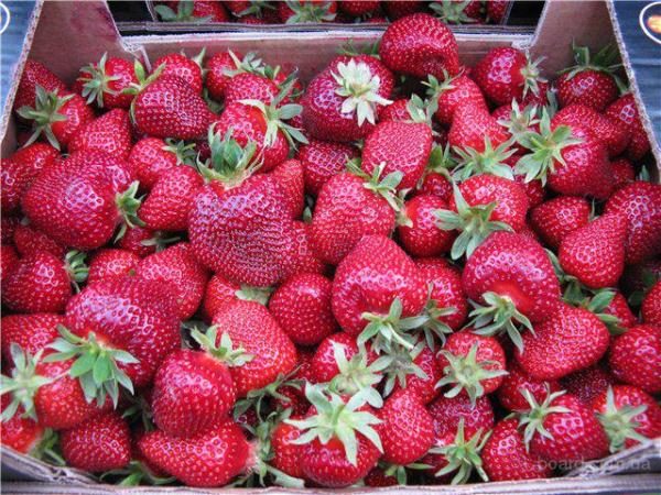  Kama tra gli agricoltori è considerato uno dei più meritevoli