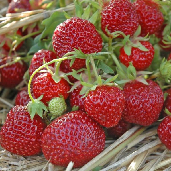  Zeng Zengan is sometimes harvested up to 1.5 kg of berries from one strawberry bush
