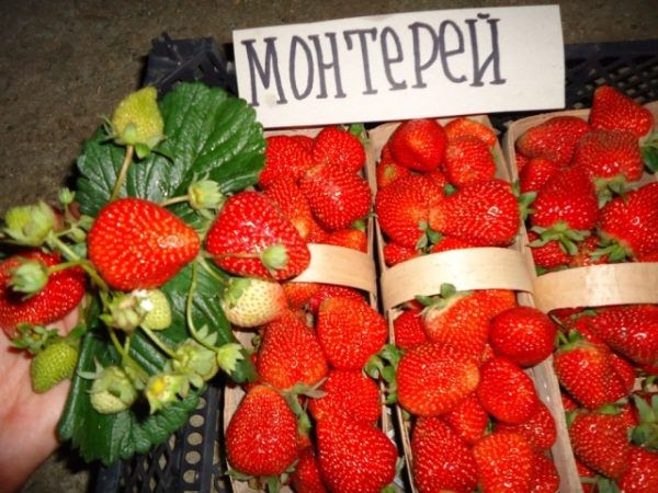 Renovated Monterey Strawberry