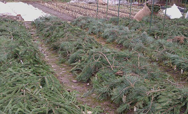  When cultivating strawberries in the northern regions, Moscow delicacy is recommended to be mulched before the onset of the winter period.