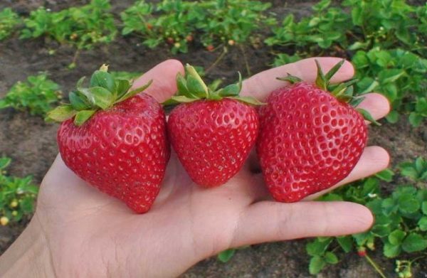  Primo piano cardinale della fragola