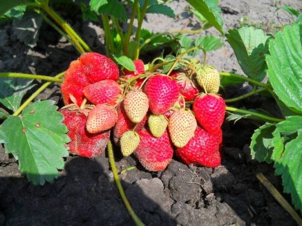  Vicoda is one of the best Dutch varieties of late ripening
