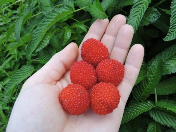  Fresas recién cogidas