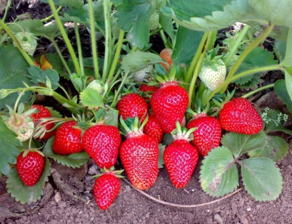  Cleri strawberry berry on a bush