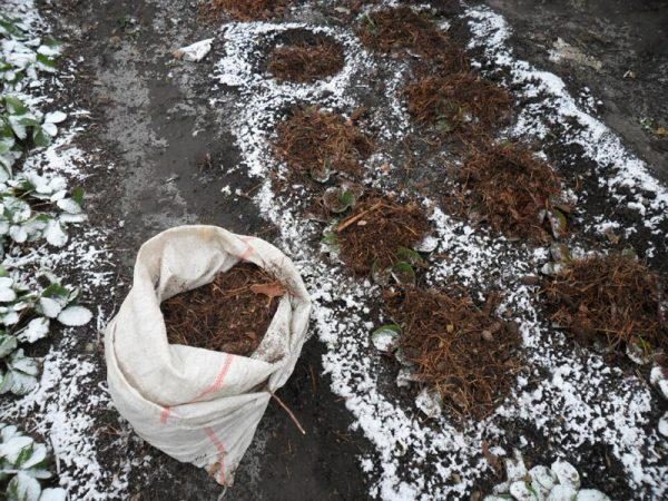  Before the onset of winter, it is necessary to use a shelter in the form of vegetable mulch or agrofabric.