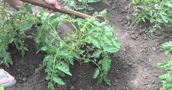  Lote de ervas daninhas com tomates de ervas daninhas