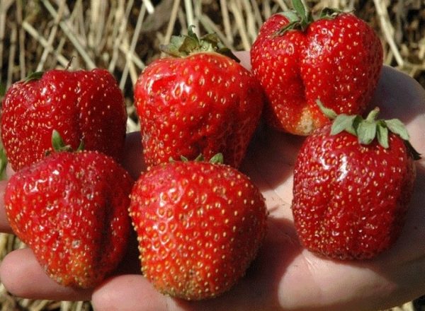  Strawberry Lord