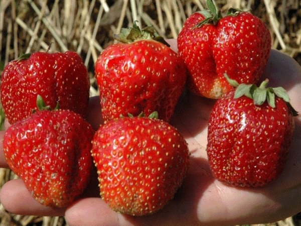  Strawberry Lord