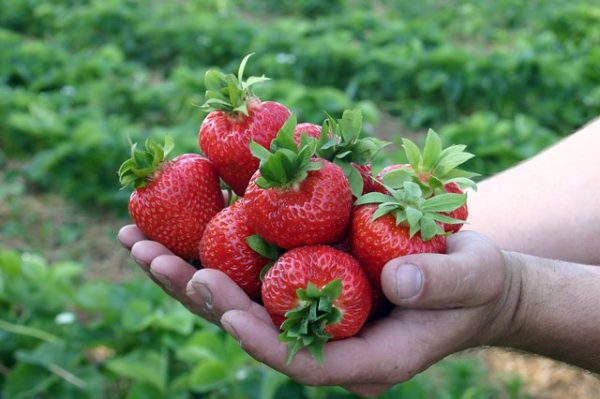  Strawberry Evie 2 in the hands of close-up