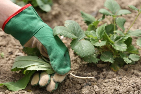  Strawberry care includes watering, mulching, elimination of antennae, feeding.