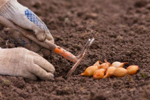  Planting bamberger bow