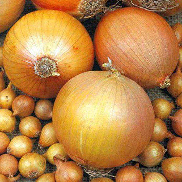  Shetana - varietà di cipolla mediamente piccante