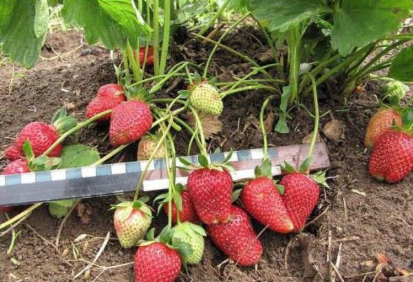  Strawberry Moscow delicacy - remontant early ripe variety