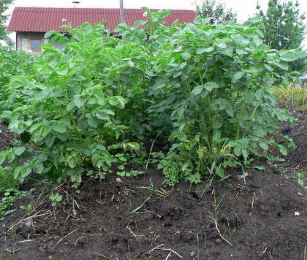  Besouro de batata de Colorado e provolochnik quase nunca atacam jovens folhas e brotos de batata Kiwi