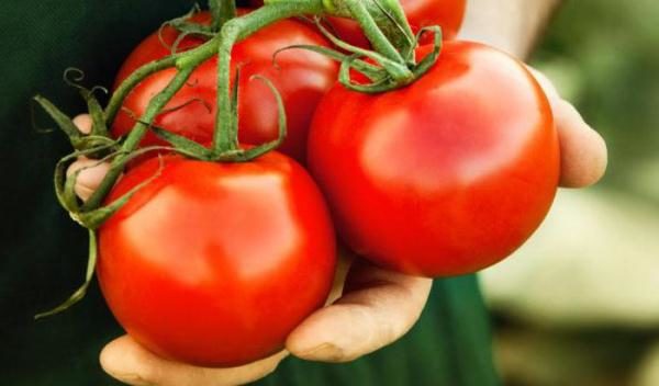  Tomate grau Volgograd