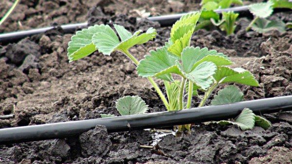 It is best to water Monterey strawberries with the use of a drip system;