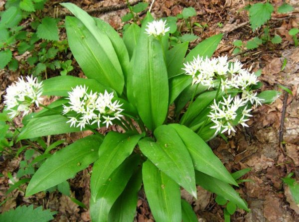 Wild onion or ramson