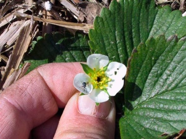 Strawberry flower blackening