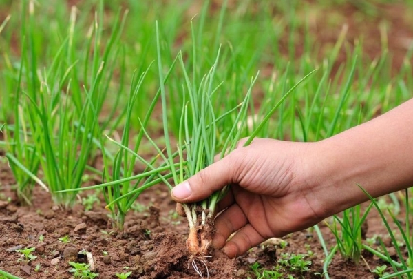  Il prodotto è ampiamente utilizzato in varie diete a causa del suo alto contenuto di fibre e basso contenuto calorico.