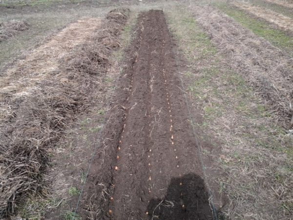  Onion planting centurion