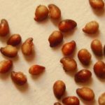  Strawberry seeds