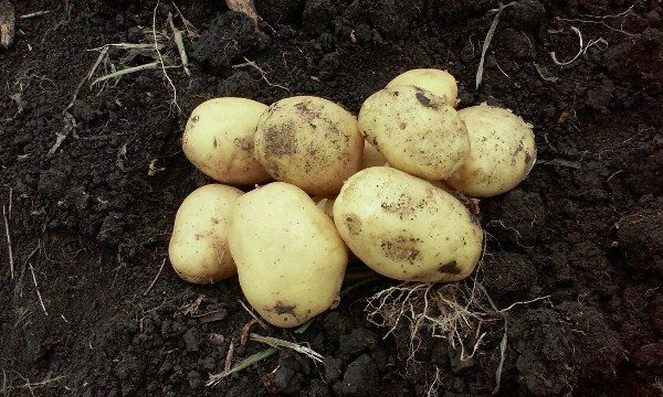  Impala di patate