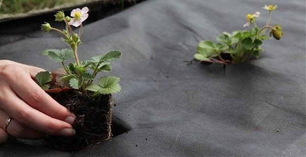  Planting strawberries under agrofibre