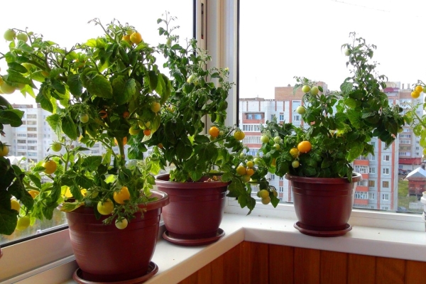  Crescendo tomates na varanda: instruções passo a passo