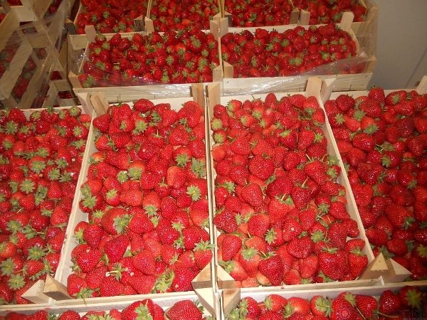  Freshly harvested strawberries in boxes